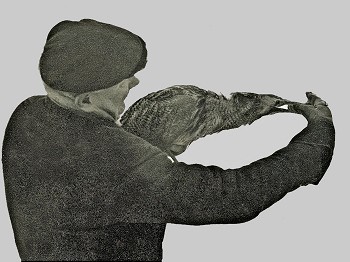 Jack Osborne feeding the bittern